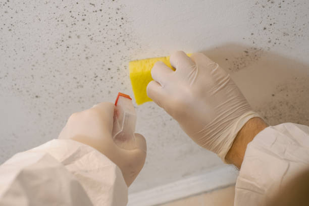 Red Lake Falls, MN Mold Removal Company